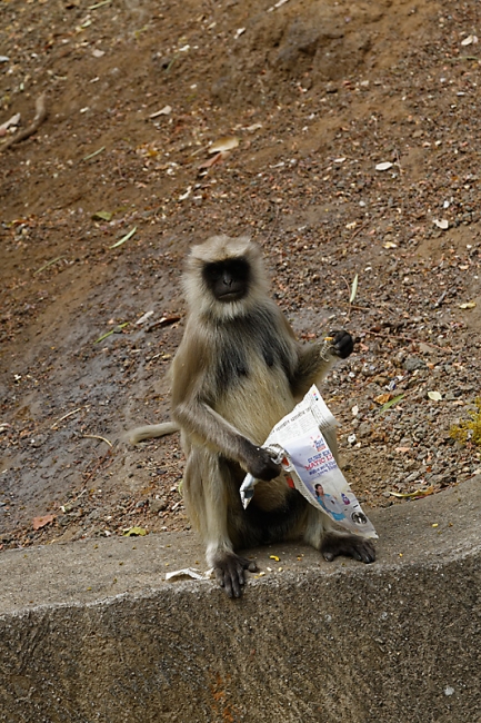 Grottes d'Ajanta-465